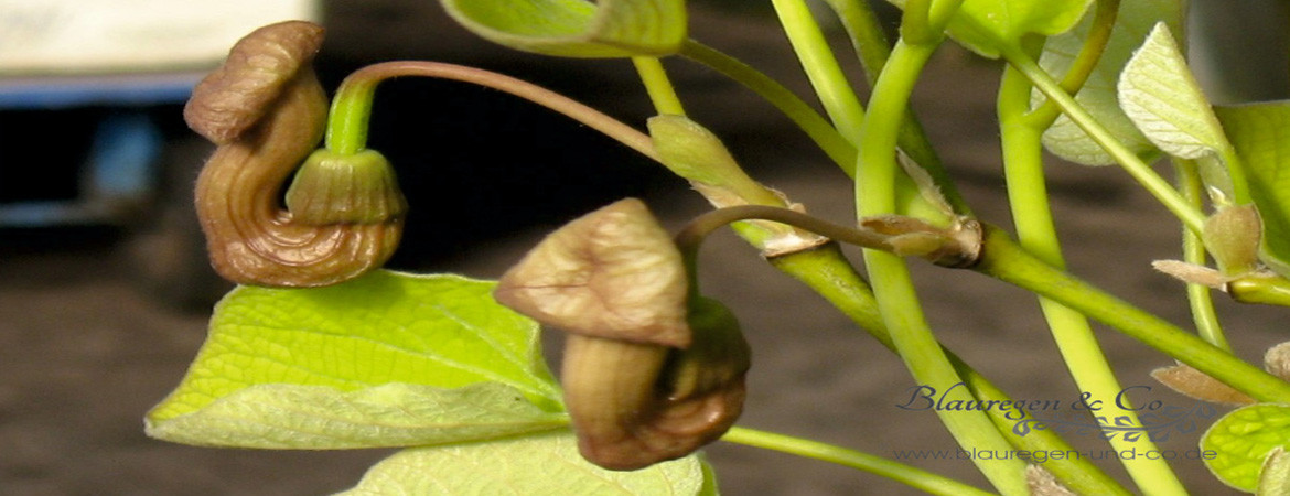 Blüte Aristolochia